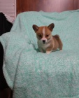 Welsh Pembroke corgi tri barevn� t. Byli vychov�ni v na�em dom� spolu se svou matkou a t�tou. s certifik�tem 5 generace, od�erven� o�kov�n�