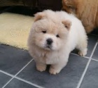 Chow chows (Cau cau)   , z�znamy veterin��e a 1yr z�ruka genetick�ho zdrav�.