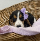 Kr�sn� �t���tka Beagle k adopci.