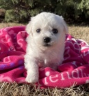 kr�sn� �t��ata Bichon k adopci