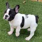 kr�sn� �t���tka francouzsk�ho buldoka k adopci