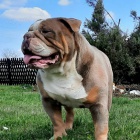 Anglick� buldok �t��ata