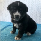 kr�sn� goberi�nsk� �t���tka k adopci