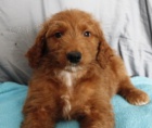kr�sn� �t���tka Goldendoodle k adopci