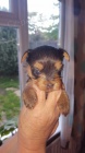 mini �t���tka yorkie na prodej.