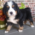 Kr�sn� �t���tka bernsk�ho sala�nick�ho psa k dispozici a p�ipraven� k prodeji.