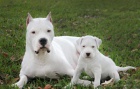 �t���tka doga Argentino k adopci.