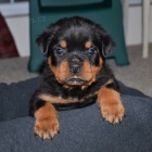 �T��ATA rotvajlera k adopci.