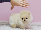 Hygienicky vy�kolen� miniaturn� �t��ata pomeranian na prodej.