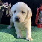 labradorsk� retr�vr na prodej kr�sn� �t��ata samc� a samic. 