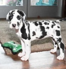 Prod�m zdrav� a kr�sn� �t���tka n�meck� dogy a samce.