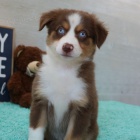 Roztomil� �t��ata Australsk�ho ov��ka na prodej