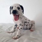 Prod�m kr�sn� a zdrav� o�kovan� dalmatinsk� �t��ata.