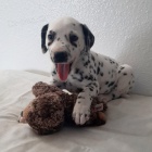 Prod�m kr�sn� a zdrav� o�kovan� dalmatinsk� �t��ata.