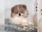 Pomeranian trpasli�� �pic