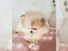 Pomeranian �pic �t��ata