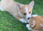 N�dhern� �t���tka corgi p�ipravena vyrazit!