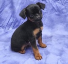 �t��ata Bruselky Griffonek  k dispozici