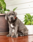 �t��ata Cane Corso pro dobr� domov