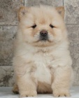 �t��ata �au �au (Chow Chow) k dispozici