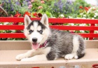 �t��ata sibi�sk� husky k dispozici