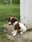 �t��ata Jack Russell teri�r k dispozici