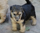 �t��ata Lakeland Terrier k dispozici