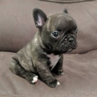 miniaturn� �t��ata francouzsk�ho buldoka na prodej