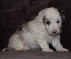 Prod�m roztomil� mini �t���tka Aussiedoodle.