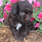 Prod�m roztomil� mini �t���tka Aussiedoodle.