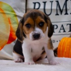 Prod�m kr�sn� �t���tka B�gla