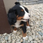 �t���tka Bernsk�ho Sala�nick�ho psa k adopci.