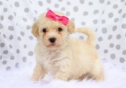Mini pejsek a fenka Bichon Poo �t���tka k adopci.