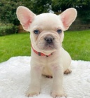 �t��ata Francouzsk� Buldo�ek pro dobr� domov