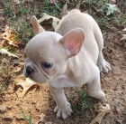 �t��ata Francouzsk� Buldo�ek pro dobr� domov