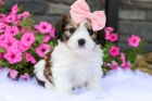 Prod�m mini �t���tka CAVACHON samce a samice.