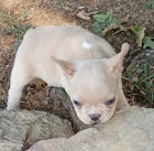 �t��ata francouzsk� buldo�ek  k dispozici