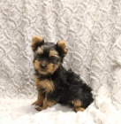 �t��ata Jork��rsk� teri�r k dispozici