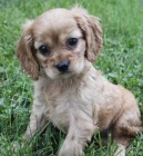 Zdrav� a kr�sn� Anglick� Koktejl �t��ata na prodej.