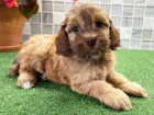 Kr�sn� psi Cockapoos na prodej