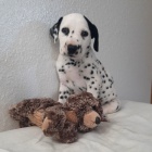 Hygienicky vy�kolen� miniaturn� dalmatinsk� �t��ata na prodej.
