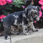 Francouzsk� �t��ata na prodej.