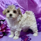 Prod�m �t��ata Maltipoo