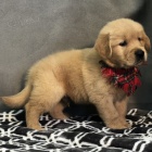 MINI ZDRAV� a O�KOVAN� �t��ata zlat�ho retr�vra na prodej.