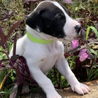 Dob�e hygienicky a soci�ln� vy�kolen� �t��ata n�meck� dogy na prodej