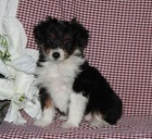 �t�n� Sheltidoodle Na Prodej