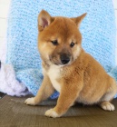 Rozko�n� miminka shiba inu na prodej
