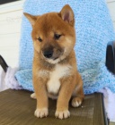 Rozko�n� miminka shiba inu na prodej