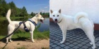 Prod�m �t���tka Kishu-inu  