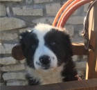 Kr�sn� rodinn� �t���tka border kolie p�ipraven�